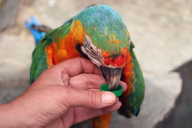 Macaw drinking water from a cap
