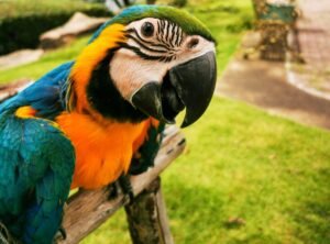 macaw parrot perched outdoors