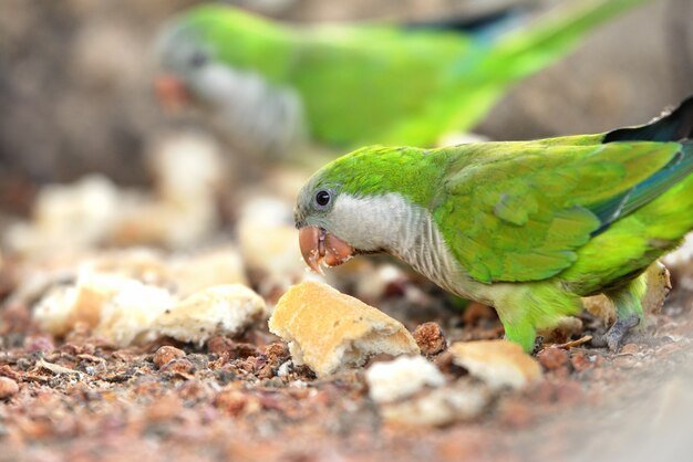 Quaker parrots eating bread from the ground