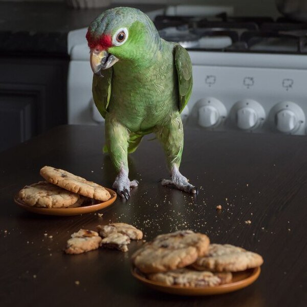 Parrot eating cookies
