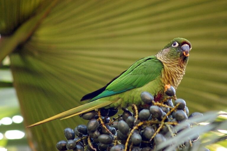 Conure eating black grapes