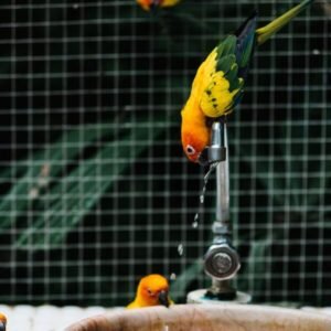 Two parrots drinking water
