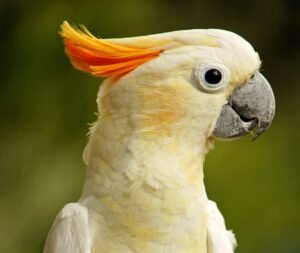 Preventing constipation in parrots