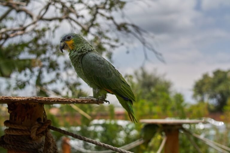 Southern mealy amazon parrot perched