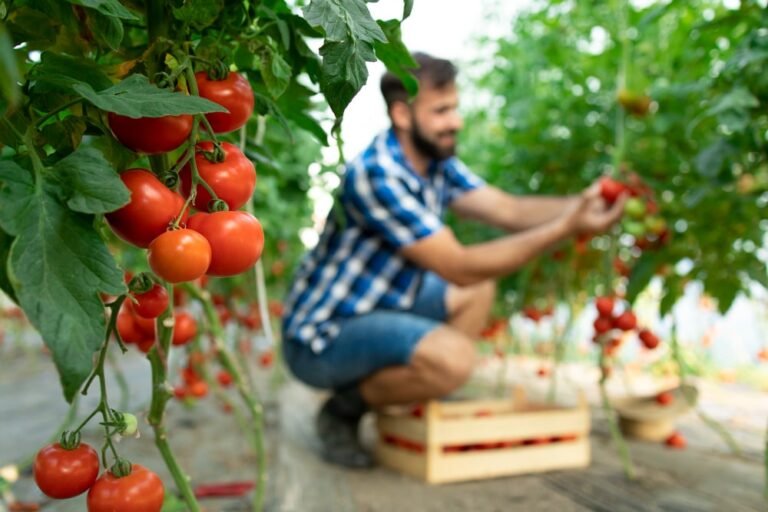 Fresh tomatoes