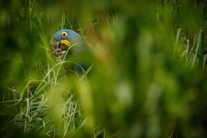 hyacinth-macaw eating grass in the wild