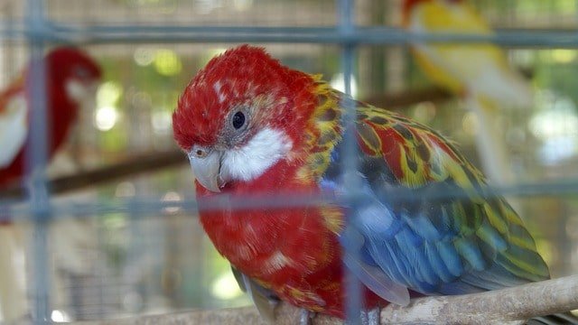 Parrot looking sick