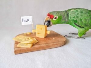parrot eating-cheese