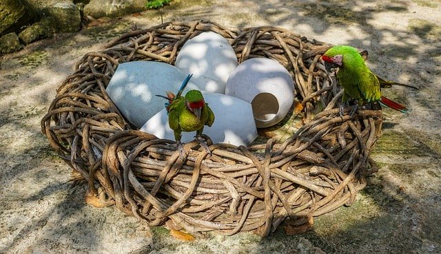 parrots sitting next to eggs