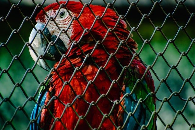 Parrot looking stressed inside its cage