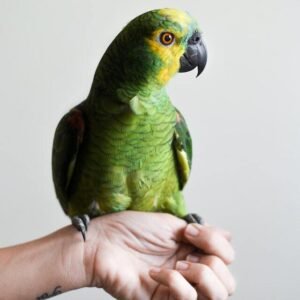 Parrot sitting on hand