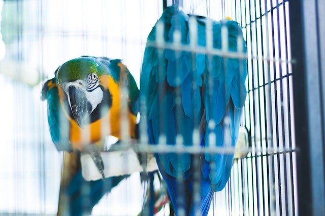 Macaw parrot peering through it cage