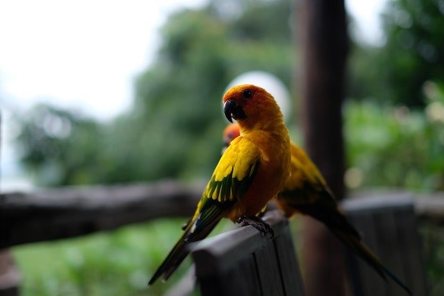 Conure parrot looking away