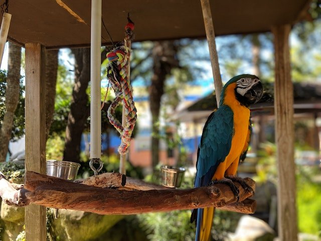 Macaw sitting on its perch