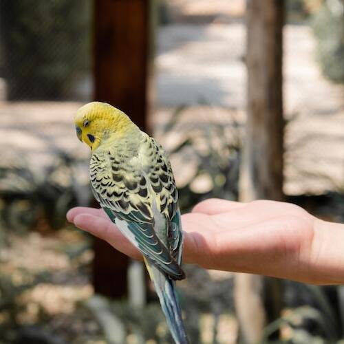 Budgie sitting on hand