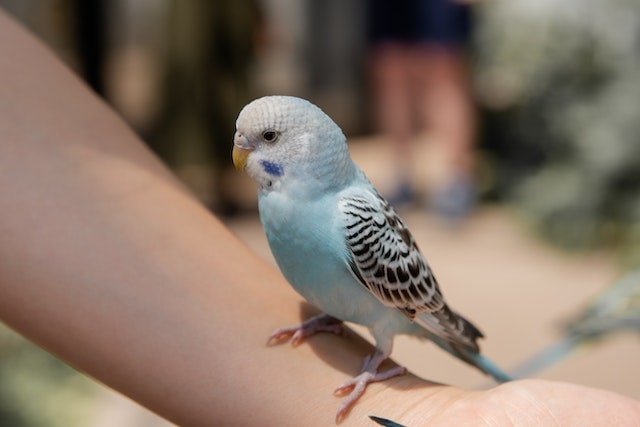 Budgie perched on hand