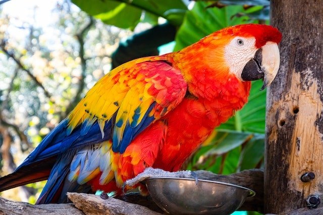 Macaw parrot near its food bowl