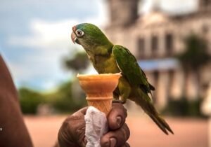 Parrot eating ice cream cone