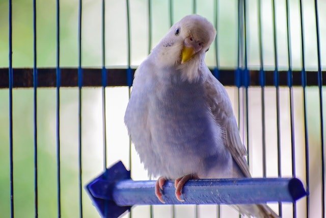 Budgie sitting in its cage