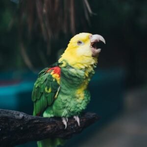 Parrot fluffed up feathers