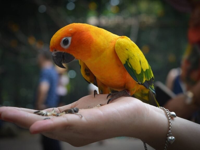 Sun conure eating sunflower seeds