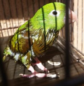 Parrot at the bottom of the cage with black feathers
