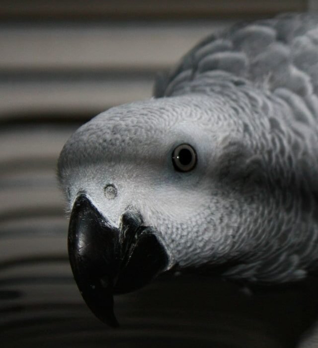 Parrot peeking from the cage floor