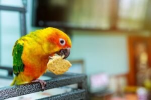 sun conure parrot eating cookie
