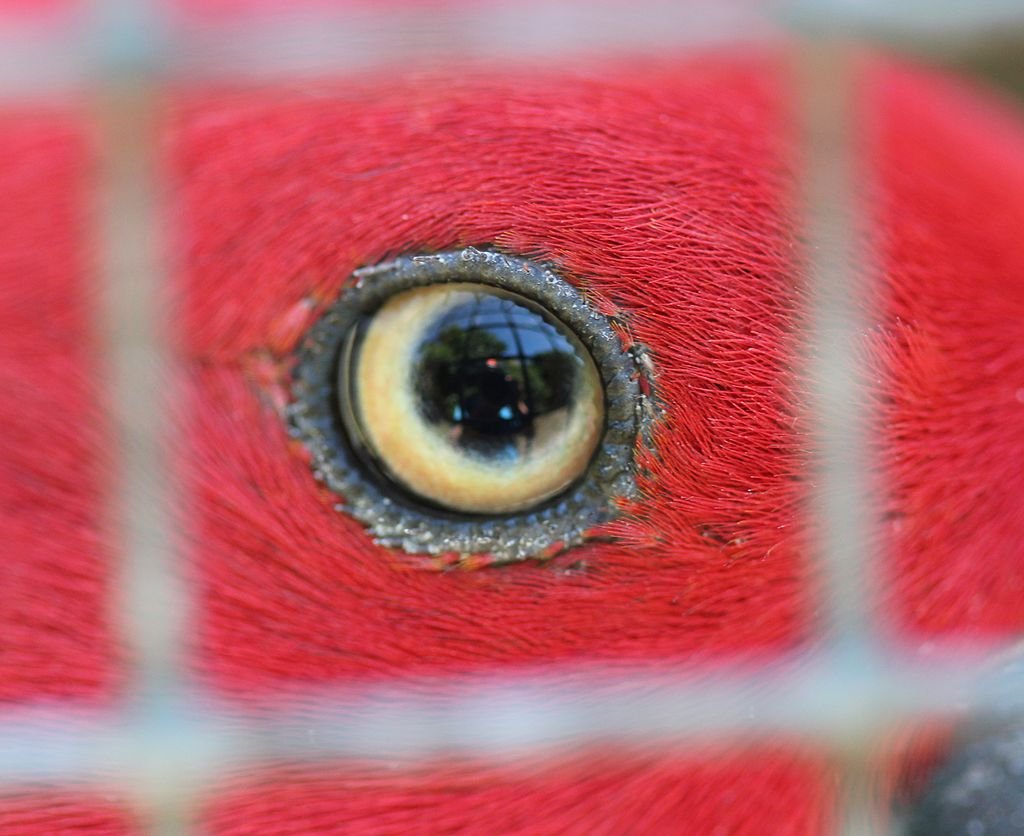 Close up shot of parrot's eye