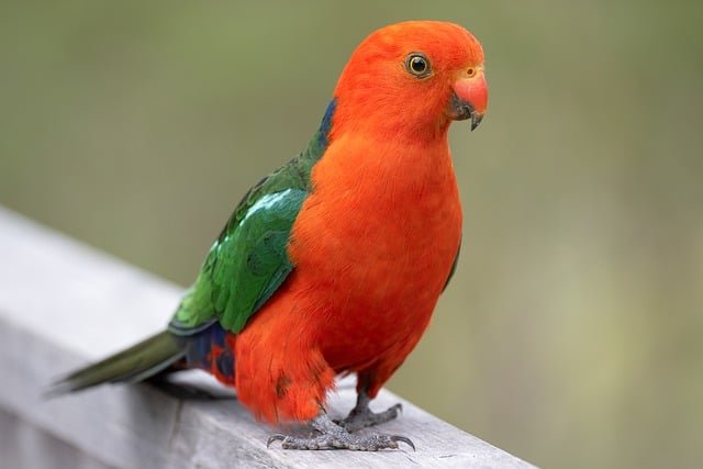 Orange and green colored parrot