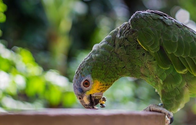 Parrot regurgitating action