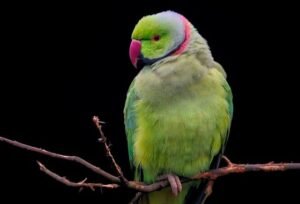 Parrot sitting