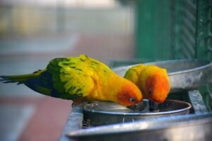 Parrot drinking water