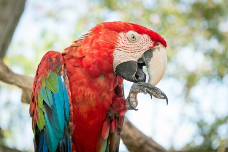 Parrot using its tongue to lick