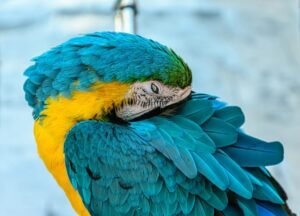 Parrot happily preening