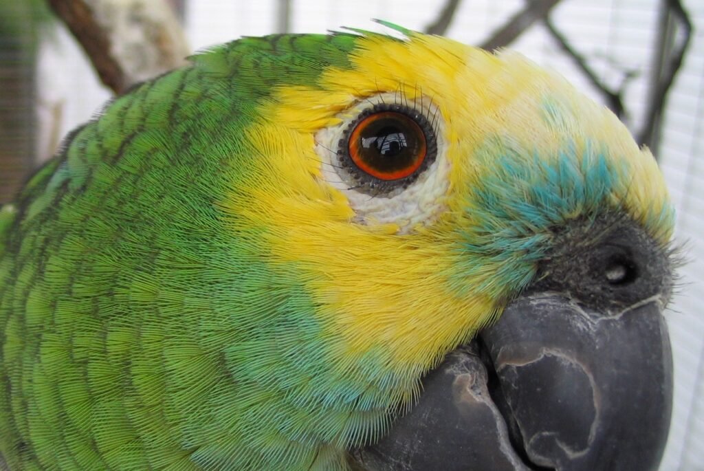 Yellow fronted Amazon Parrot Eye Lashes