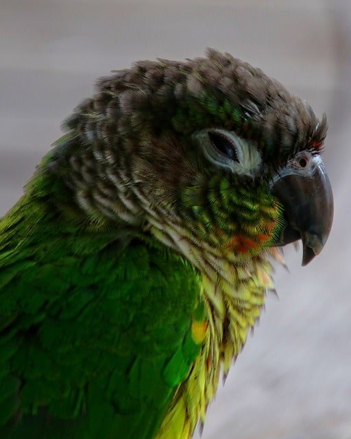 Green cheek conure looking sick