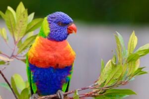 Colorful rainbow lorikeet
