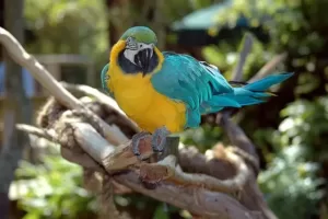 Parrot vocalizing while sitting on its wooden perch