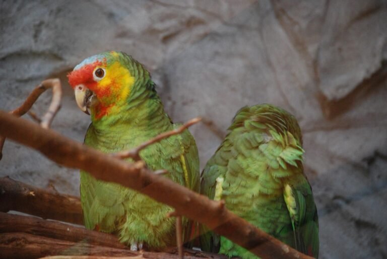 Amazon parrots sleepy