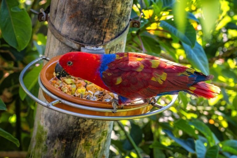 Parrot eating a healthy diet