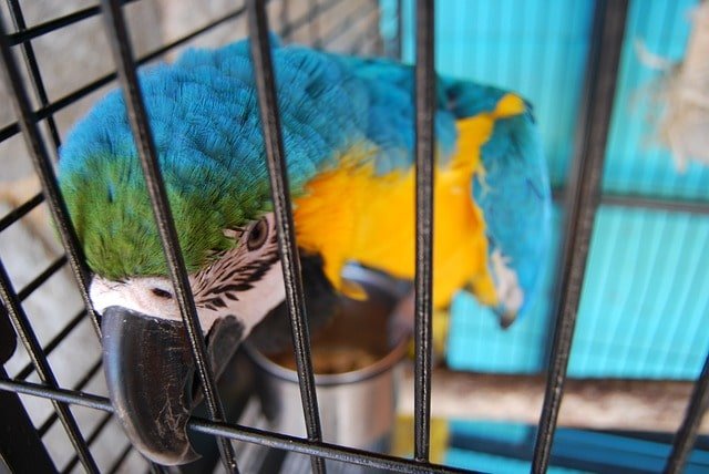 Parrot with its water bowl