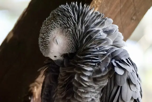 Parrot sleeping with its head tucked inside feathers