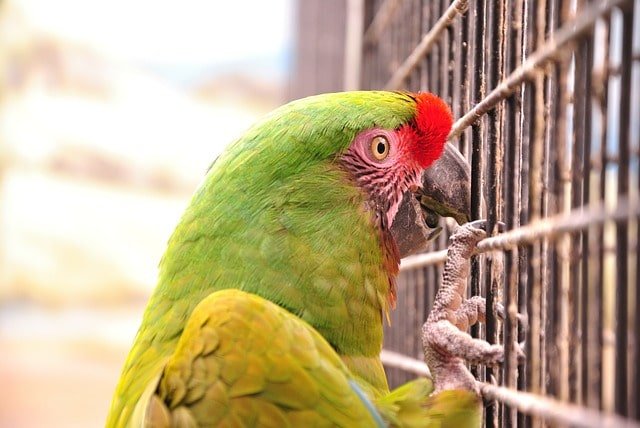 Parrot looking scared