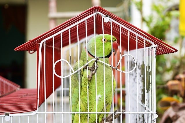 Parrot inside a small cage