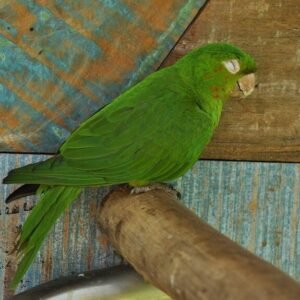 Parrot sleeping on its perch