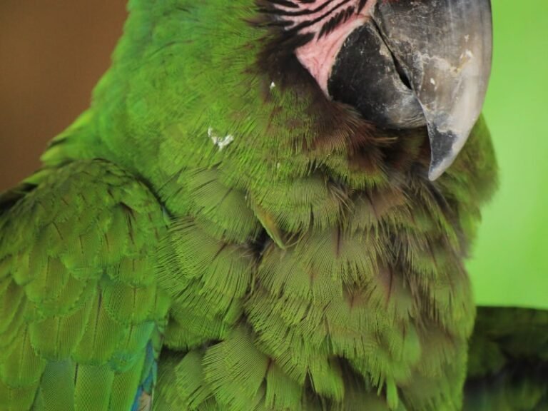 Dark feathers on parrot