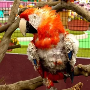 Feather loss in parrots