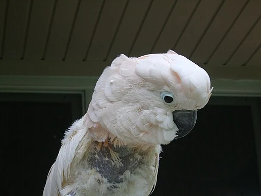 Feather plucking in Moluccan Cockatoo