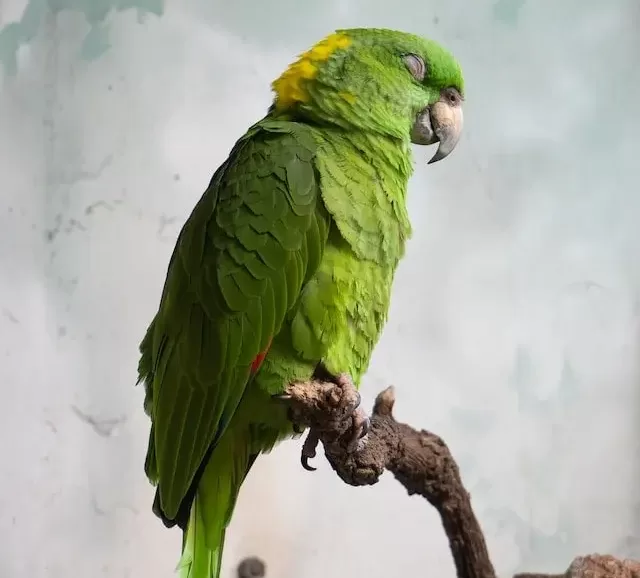 do parrots sleep during the day